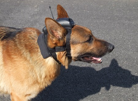 dog camera system